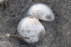 Cerastoderma edule