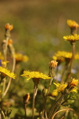 Crepis sancta