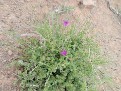 Jamesbrittenia foliolosa