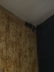 Caprimulgiformes