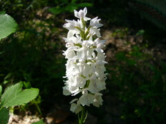 Dactylorhiza maculata