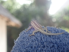 Lygodactylus picturatus