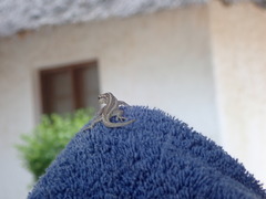 Lygodactylus picturatus