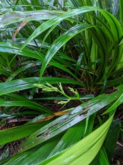 Helmholtzia acorifolia