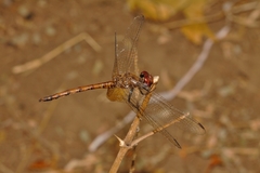 Trithemis werneri
