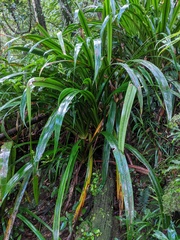 Helmholtzia acorifolia