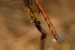 Trithemis werneri