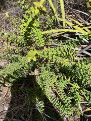 Melaleuca hypericifolia