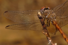 Trithemis werneri