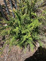 Melaleuca hypericifolia