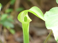 Arisaema acuminatum