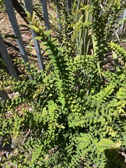 Melaleuca hypericifolia