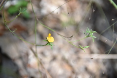 Stylosanthes biflora