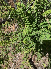 Melaleuca hypericifolia