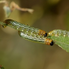 Euura miliaris