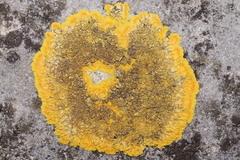 Variospora flavescens