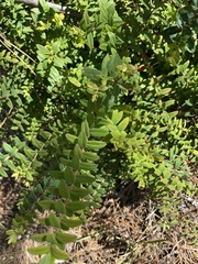 Melaleuca hypericifolia
