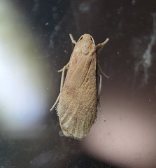 Lambula obliquilinea