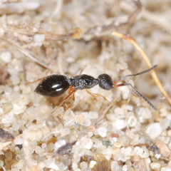 Ceraphronoidea