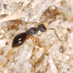 Ceraphronoidea