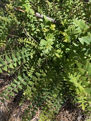 Melaleuca hypericifolia