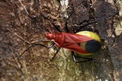 Dindymus sanguineus
