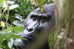 Gorilla beringei beringei