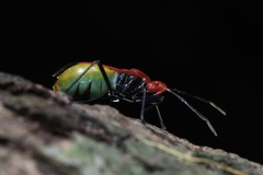 Dindymus sanguineus