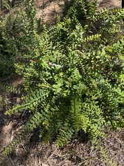 Melaleuca hypericifolia