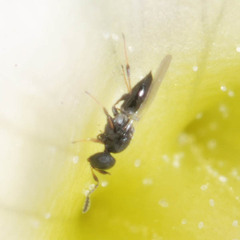 Platygastridae