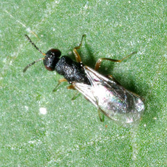 Eurytomidae