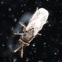 Eurytominae