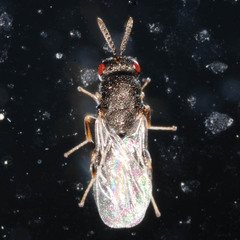 Eurytominae