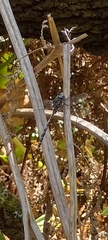 Austroaeschna parvistigma