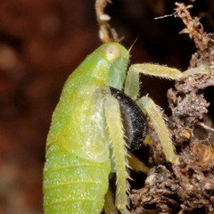 Dryinidae