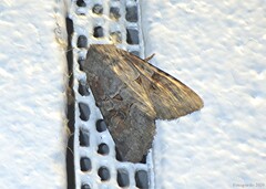 Trichordestra legitima