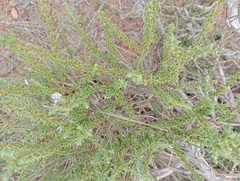 Eriocephalus ericoides