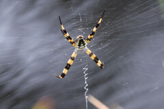 Argiope picta