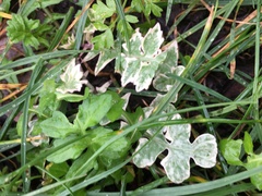 Sisymbrium officinale