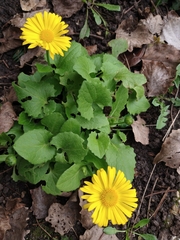 Doronicum