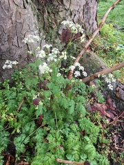 Anthriscus sylvestris