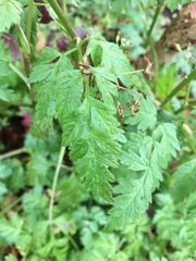 Anthriscus sylvestris