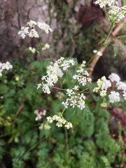 Anthriscus sylvestris