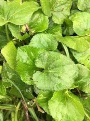 Viola odorata