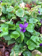 Viola odorata