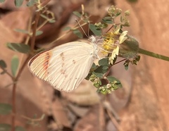 Colotis ione