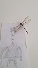 Telephlebia godeffroyi