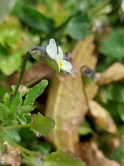 Viola kitaibeliana