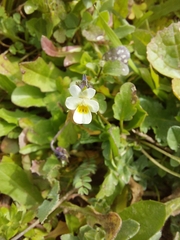 Viola kitaibeliana