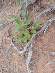 Hermannia althaeoides